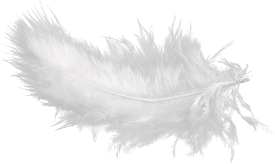 White Feather Isolated